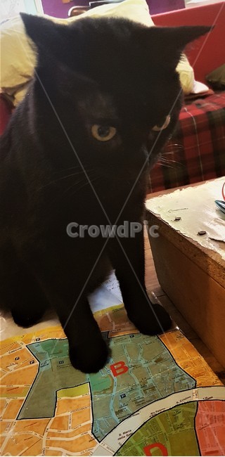고양이,반려동물,귀여운,까만고양이,allblack,cat,pet,animal,cute,blackcat,동물,animal,포유류,mammal,고양이,cat,kitten,kitty