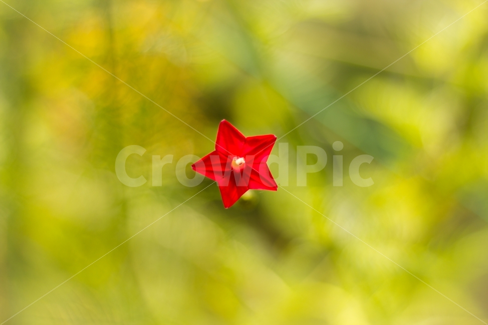 감성,별꽃,느낌,분위기,꽃,식물,자연,plants,nature,꽃,flower,감성,sensible,feeling