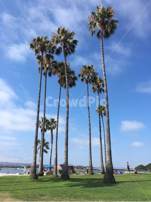 summer,여름,arecaceae,tree,식물,plant,야자수,palmtree,나무