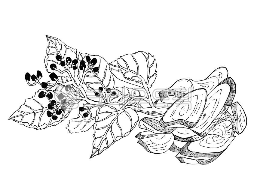 헛개나무,한방재료,헛개나무열매,호리깨,지구자나무,식물