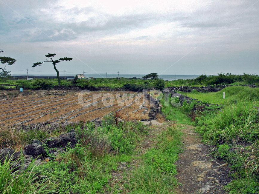 제주,올레19코스,올레길,조천농로,돌담,농로,자연,풍경,nature,landscape,제주도,jeju,jeju island,ground,바닥,outdoors,옥외,road,도로,dirt road,흙길,gravel,자갈