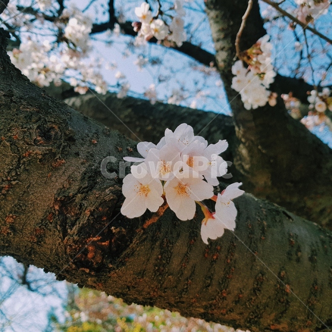 plant,식물,blossom,꽃,flower