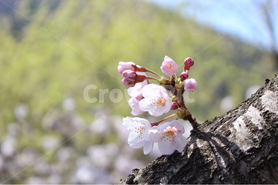 flower,blossom,꽃,벚꽃,꽃봉오리,cherryblossom