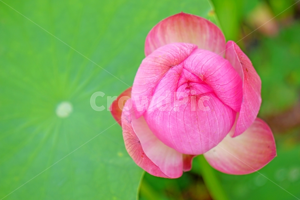 연꽃,이미지,초록,봄,감성,식물,자연,plants,nature,꽃,flower