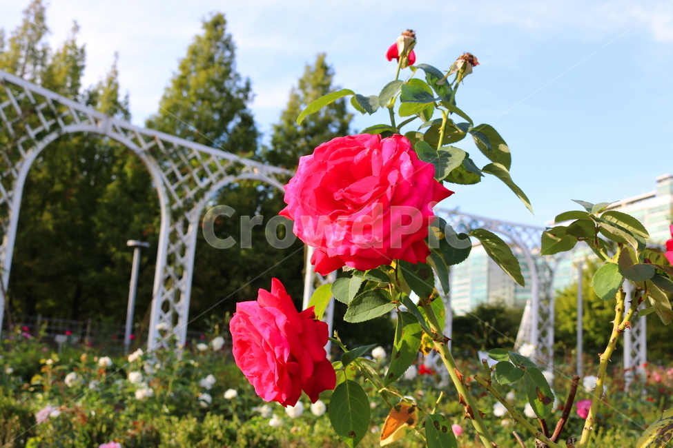 장미,꽃,장미꽃,식물,자연,꽃밭,붉은장미,탄초,빨간색꽃,식물,자연,plants,nature,꽃,flower