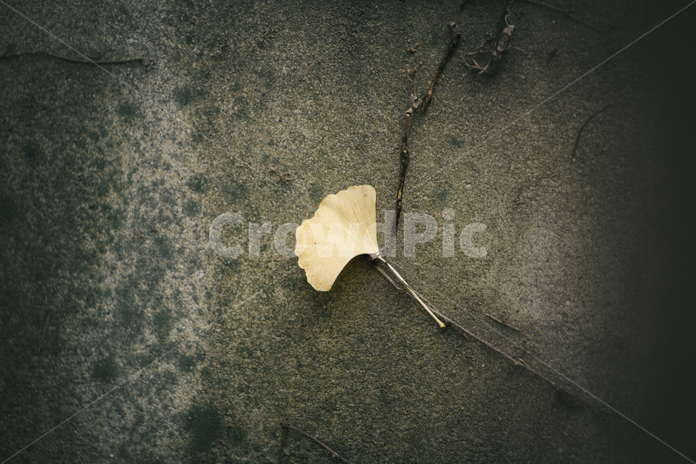단풍,낙엽,담벼락,노란잎,가을,가을,계절,fall,autumn,season,감성,sensible,feeling,plant,식물,leaf,잎