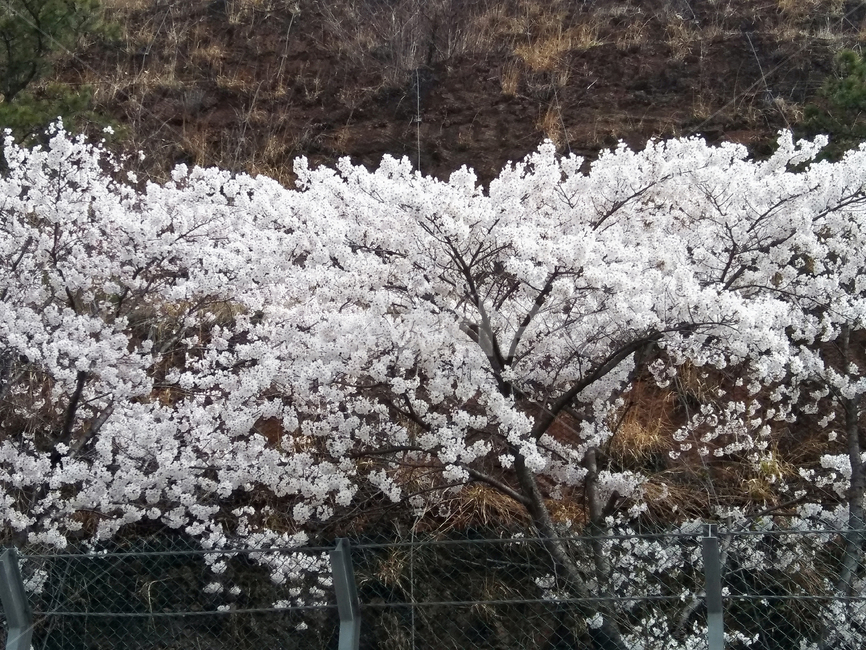 봄,꽃,벚꽃,흰꽃,풍성한꽃,따뜻함,행복,공원,눈송이,흐드러짐,봄,계절,spring,season,식물,자연,plants,nature,꽃,flower,plant