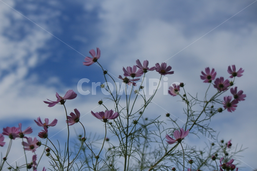 코스모스,하늘,흰구름,자연,식물,plant,petal,flower,blossom,꽃,geranium,제라늄,식물,자연,plants,nature,꽃,flower