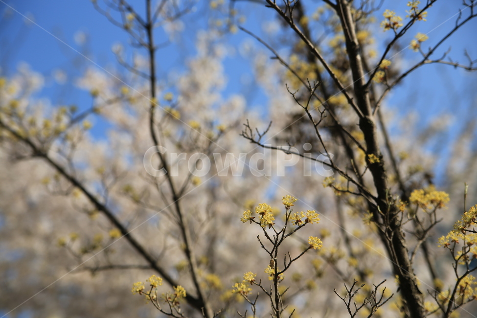 산수유,열매,꽃,봄꽃,노랑,식물,자연,plants,nature,꽃,flower