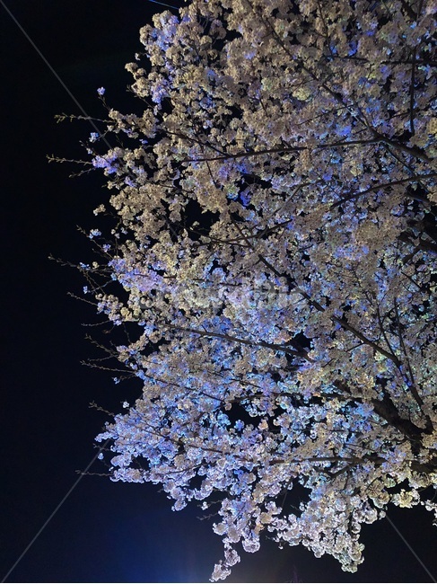 공원,밤하늘,밤벚꽃,벚꽃,봄