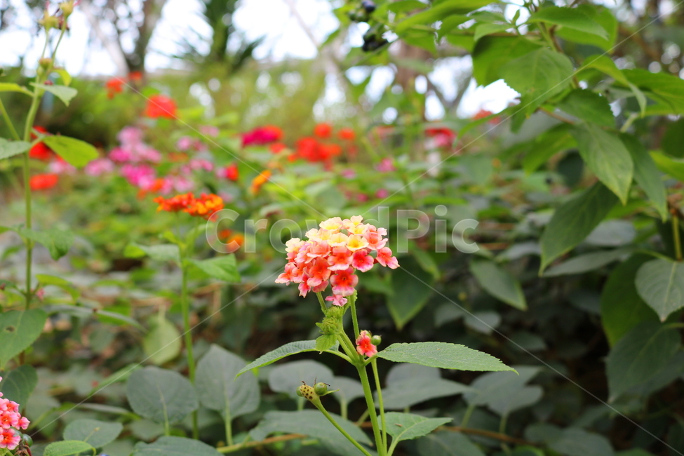 란타나,꽃,란타나꽃,식물,열대식물,란타나카마라,마편초과,자연,식물,자연,plants,nature,꽃,flower