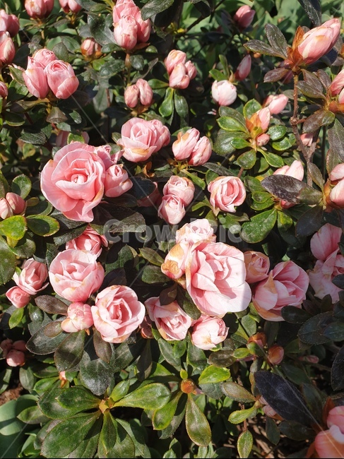 철죽,연핑크철죽,봄꽃,봉우리,핑크핑크,식물,자연,plants,nature,꽃,flower