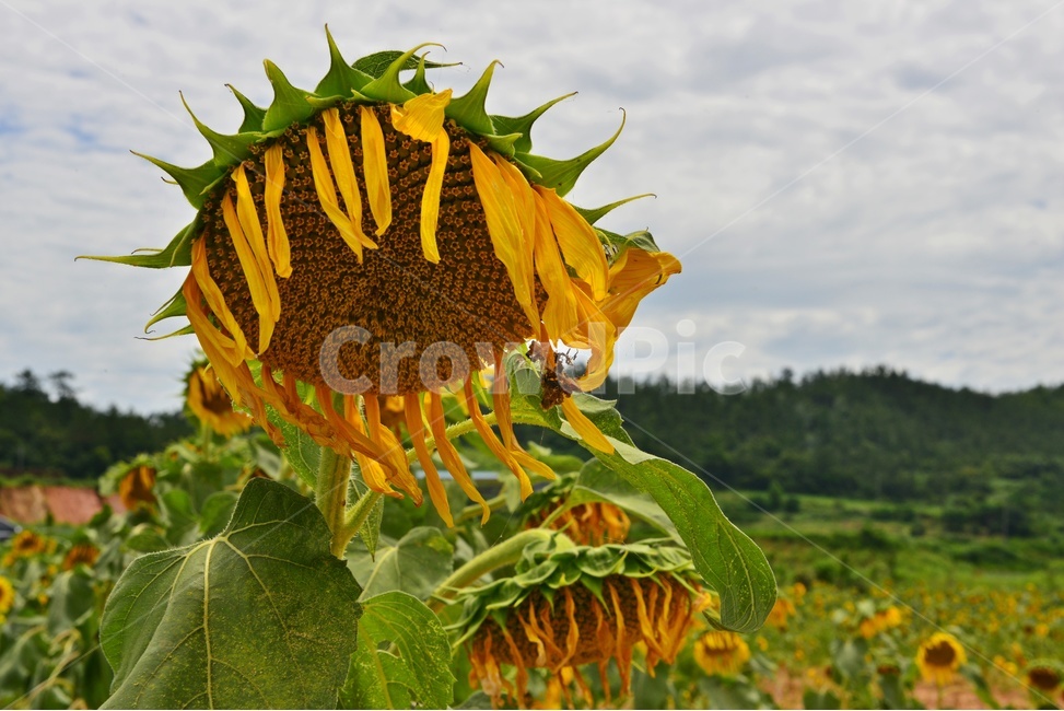 plant,식물,flower,blossom,꽃,해바라기,해바라기꽃,하늘,구름,흐림,식물,자연,plants,nature,꽃,flower