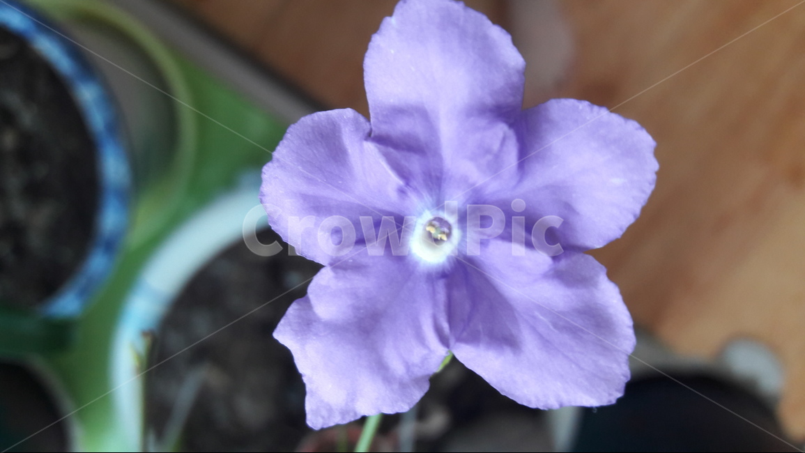꽃,봅,연분홍,화분,향기꽃,식물,자연,plants,nature,꽃,flower