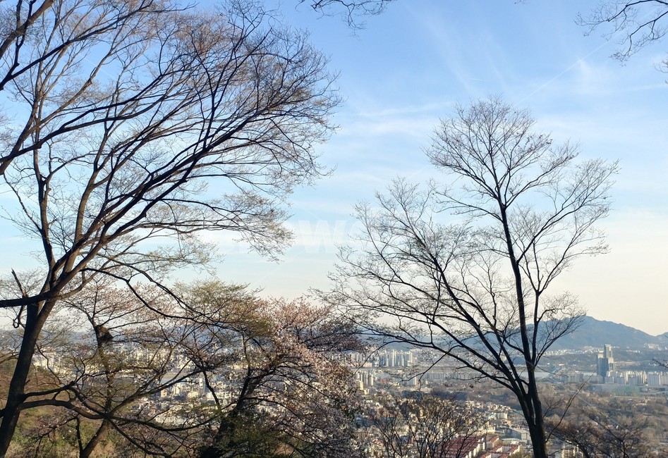 나무,tree,plant,식물,treetrunk,나무줄기,풍경,하늘,겨울,sky,자연,풍경,nature,landscape,tree trunk,나무 줄기