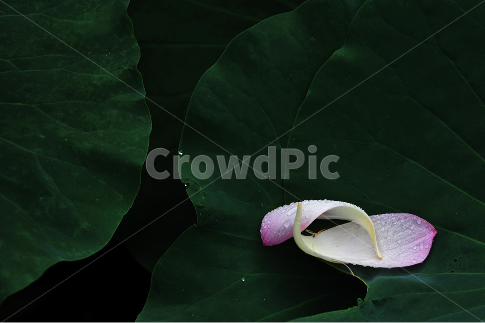 예쁜연꽃,연꽃,홍련,덕진공원연꽃,연꽃축제,식물,자연,plants,nature,꽃,flower