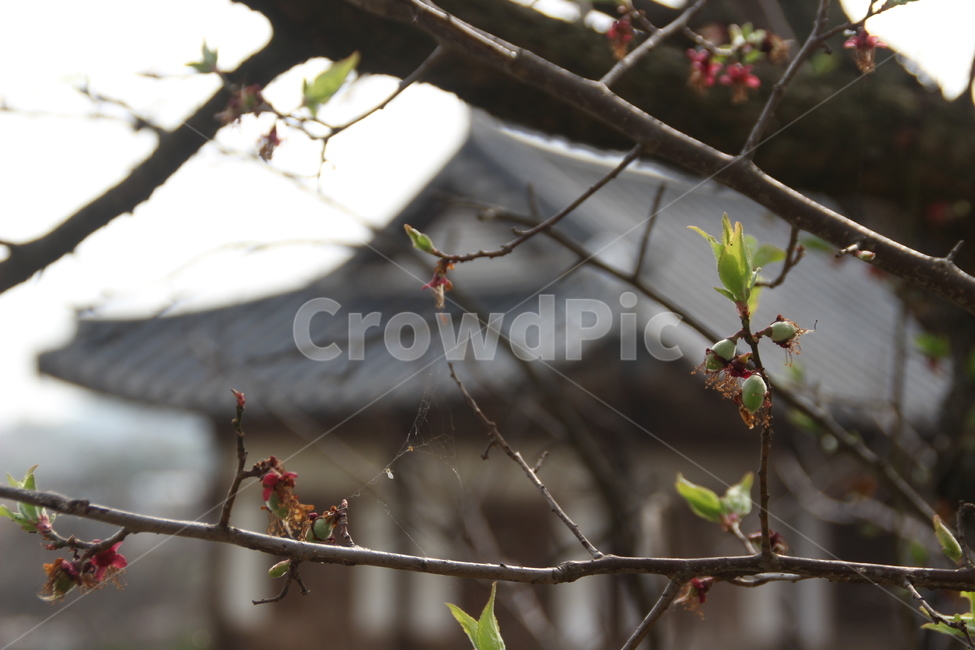 명재고택,고택,봄,목조건물,새잎,새순,논산,myeongjae,oldhouse,spring,woodenbuilding,newleaf,bud,shoot,nonsan,식물,자연,plants,nature