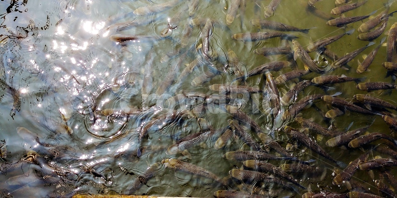 눈불개,잉엇과,민물고기,한강,금강,구드레나루,동물,animal,어류,물고기,fish