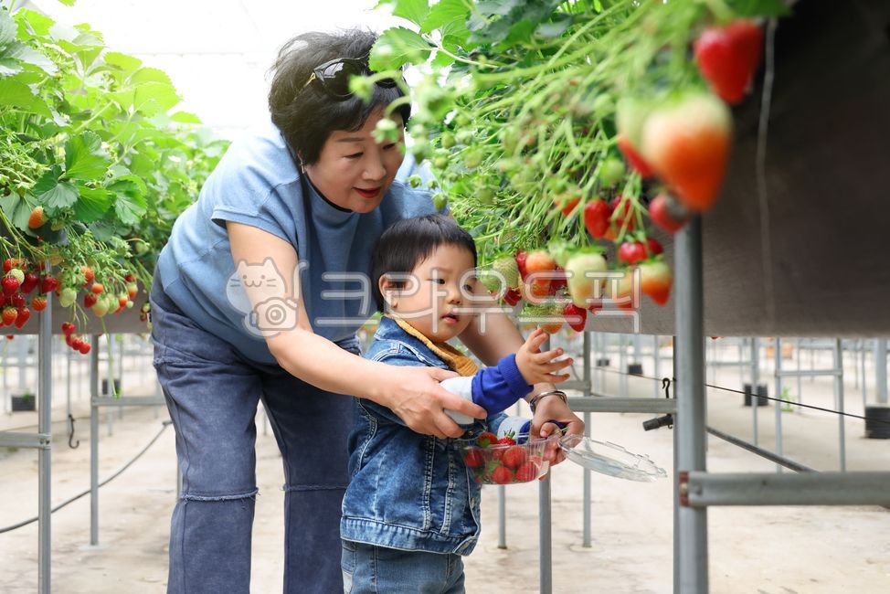 어린이,유아,딸기,수경재배,수직재배,아기,체험,할머니,농장,로컬푸드,가족,바구니,담기,견학,농가,농업,농촌,주말농장,과일,농산물,비닐하우스,밭,농작물,신선한,온실,유기농,잎,재배,채소,한국,한국인