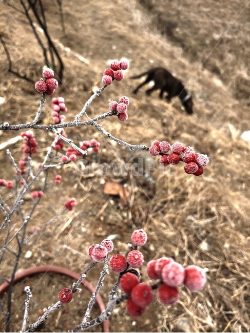 빨간열매,서리맞은열매,서리,plant,식물