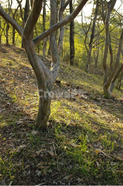 숲,나무,빛,풀,식물,자연,풍경,nature,landscape,ground,바닥,tree,tree trunk,나무 줄기,plant