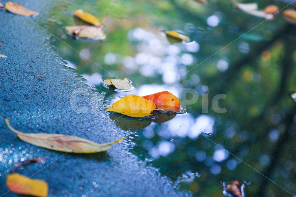가을,낙엽,비,나뭇잎,자연,식물,가을,계절,fall,autumn,season,식물,자연,plants,nature,감성,sensible,feeling,aquatic,물의,water,물