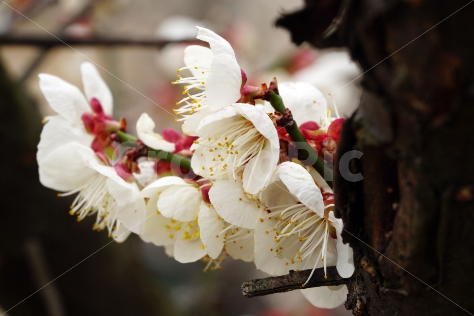 매화,꽃,나무,나뭇가지,산,봄,자연,플라워,꽃봉오리,flower,nature,spring,접사,macro,클로즈업,closeup,tree,숲,숲속,산림,삼림,조경,식물,plants,봄꽃,감성,힐링,풍경,landscape,식물,자연,plants,nature,봄,계절,spring,season,꽃,flower,plant