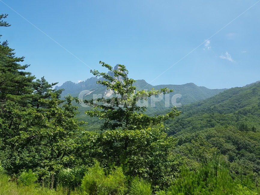 풍경,산,나무,초록색,한국