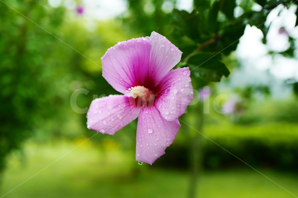무궁화,꽃,우리나라꽃,비,무궁화꽃,나라사랑,식물,자연,plants,nature,꽃,flower