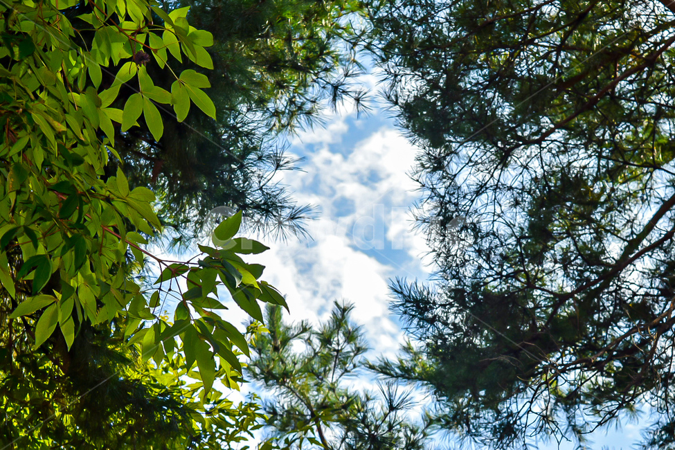 tree,나무,plant,식물,vegetation,초목,sunlight,하늘,자연,풍경,nature,landscape
