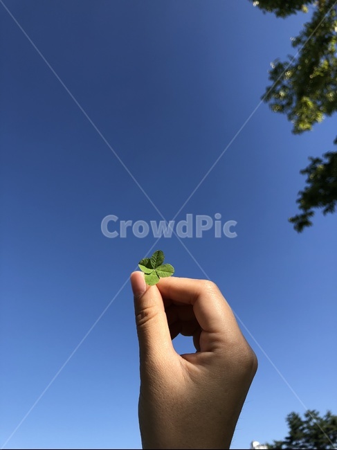 행운,네잎클로버,클로버,손,하늘,나무,clover,luck,hand,sky,tree