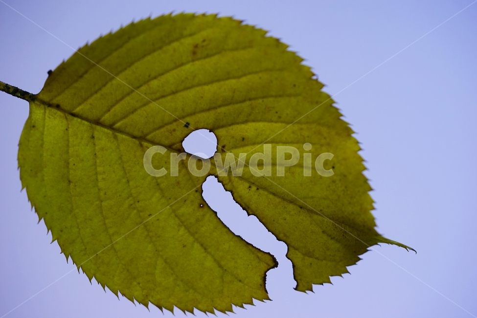 단풍잎,단풍,가을,나뭇잎,나무,인사,인사하기,가을,계절,fall,autumn,season,veins,정맥