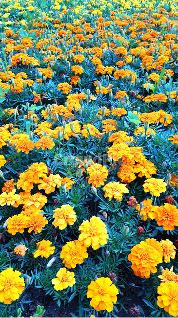 plant,식물,flower,blossom,꽃,bloom,꽃밭,식물,자연,plants,nature,꽃,flower