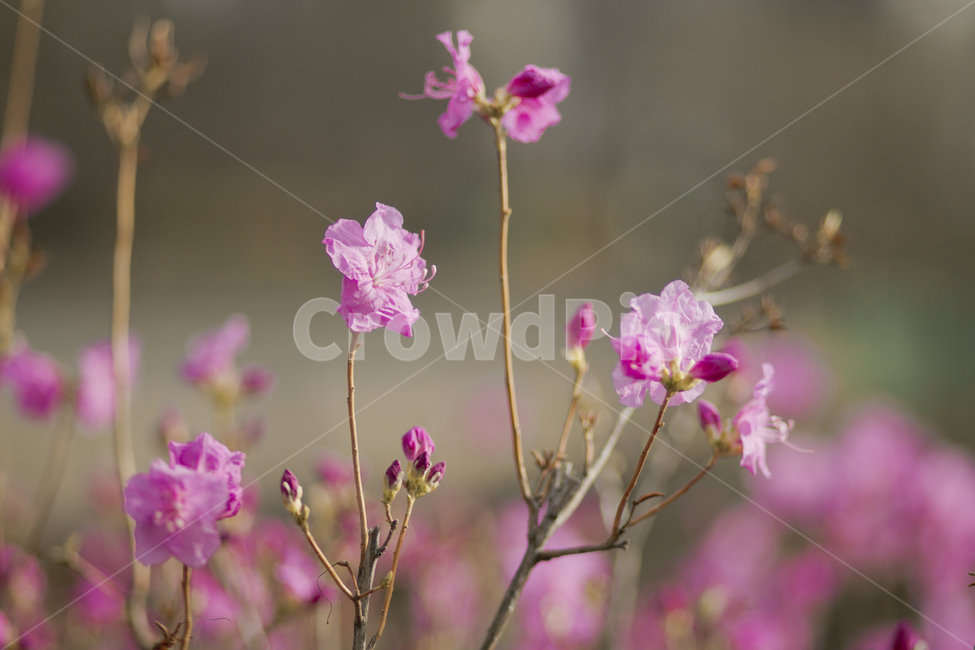 봄,꽃,진달래,식물,자연,flower,pink,봄,계절,spring,season,식물,자연,plants,nature,꽃,flower,geranium,제라늄,blossom,plant