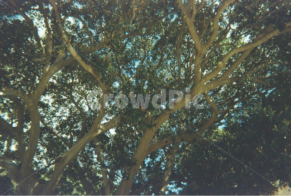 나무,하늘,여름,맑은날,tree,풍경,나뭇가지,green,sky,summer,햇살,sun,sunlight,구름,branch,sunny