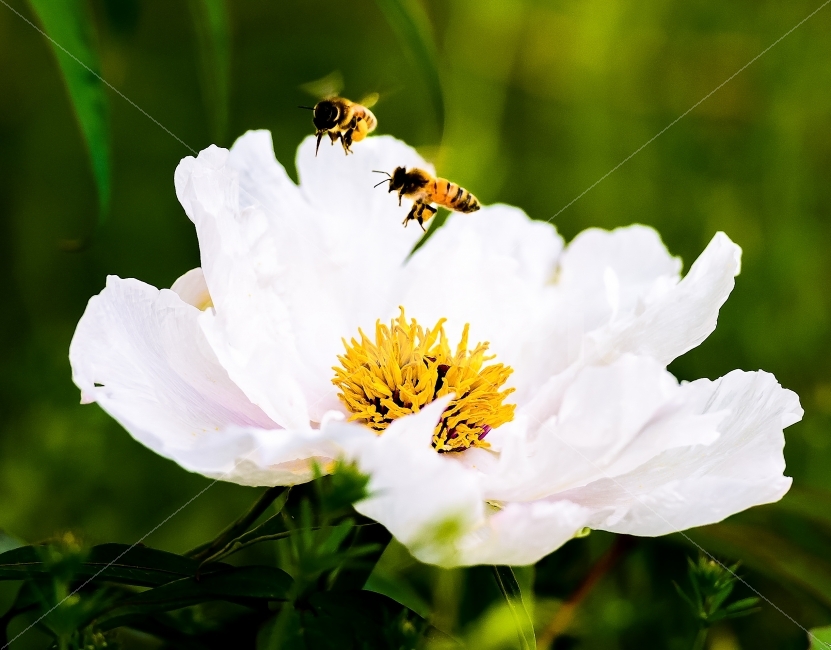 꽃,작약꽃,꽃과벌,꽃사진,식물,식물,자연,plants,nature,꽃,flower,동물,animal,곤충,벌레,insect,bug