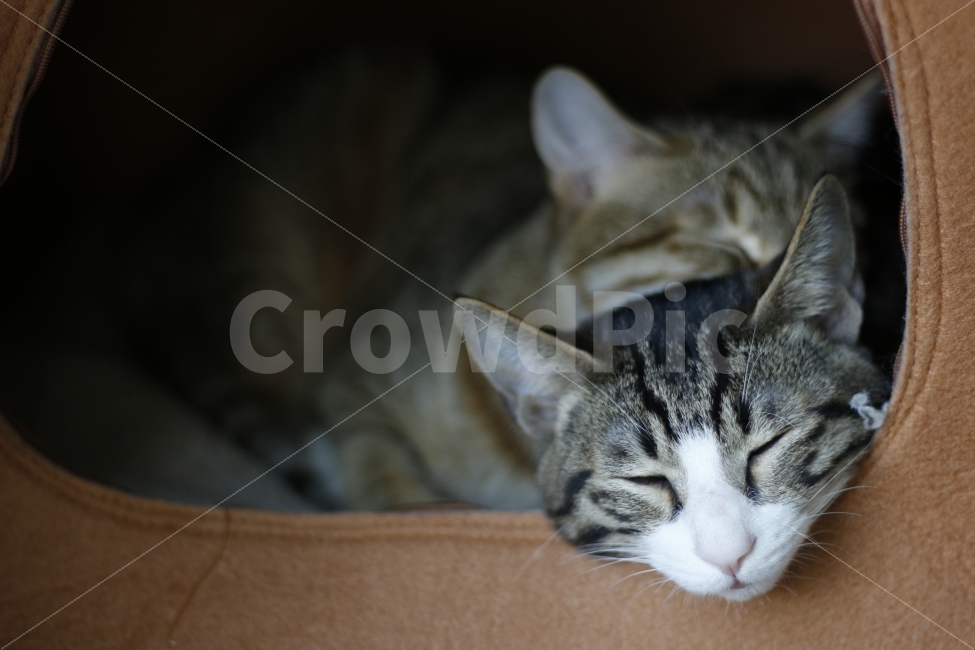 cat mom,Pets,Korean Shorthair,kitten,stray cat,cat,cat daddy,nose short,abandoned cat,animal,pet