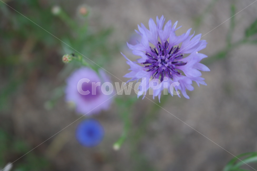 수레국화,꽃,식물,들꽃,flower,blossom,plant,감성,보라색,보라색꽃,식물,자연,plants,nature,꽃,flower
