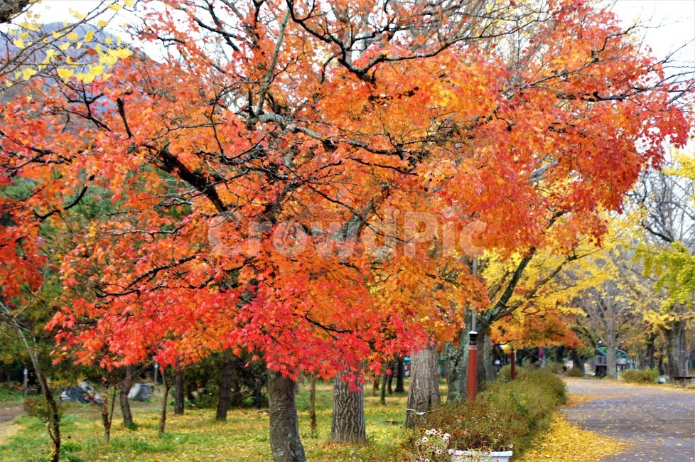 가을,단풍,낙엽,나무,풍경,계절,식물,숲속,단풍잎,단풍나무,초록색,노란색,붉은색,season,autumn,nature,fall,trees,green,red,yellow,자연풍경,감성,길,가을,계절,fall,autumn,season,자연,풍경,nature,landscape,tree,plant,maple