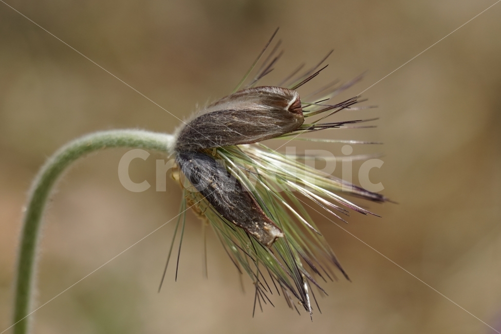 할미꽃,홀씨,플라워,4월,식물,자연,봄,spring,nature,flower,꽃사진,감성,감성사진,plants,번식,계절,season,풍경,landscape,식물,자연,plants,nature,꽃,flower