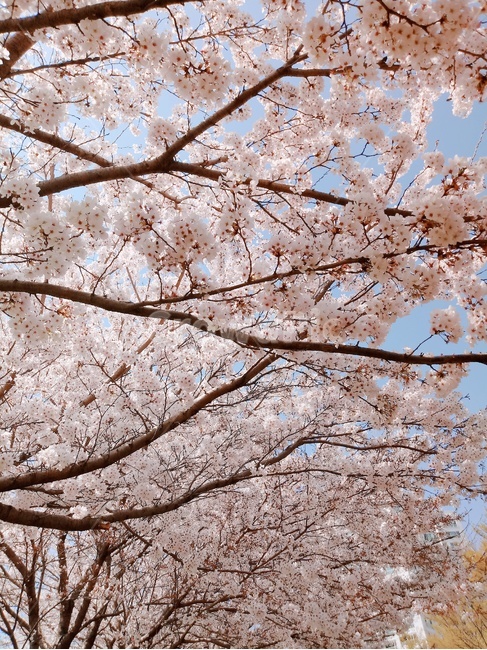 벚꽃,벚나무,봄,꽃,나무,pink,봄,계절,spring,season,plant,식물,flower,blossom,cherry blossom