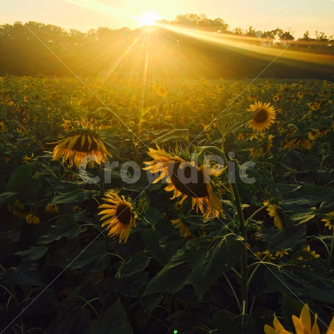 아이폰,해바라기,풍경,광교호수공원,노을,자연,풍경,nature,landscape,식물,plants,꽃,flower,휴식,힐링,rest,relaxation,healing