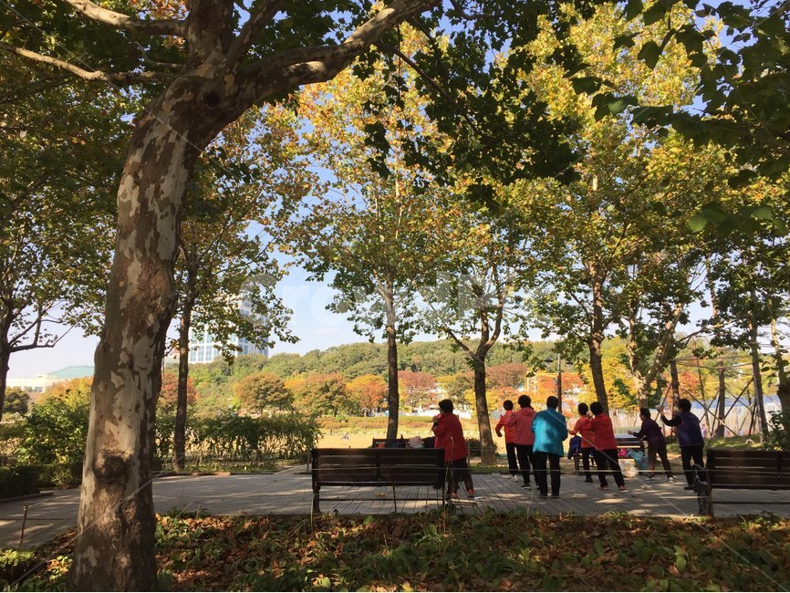 나무,공원,가을,운동,단체,tree,park,fall,exercise,group