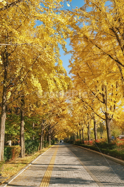 은행나무,나무,tree,ginkgo,가을,fall,autumn,식물,plant,도로,road,가을,계절,fall,autumn,season,자연,풍경,nature,landscape