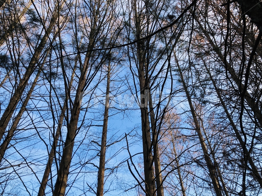 나무,하늘,등산,산책,맑은,자연,풍경,nature,landscape,tree,plant,식물,tree trunk,나무 줄기