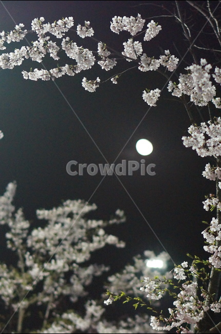벗꽃,야경,밤,흰색,가로등,거리,봄,계절,spring,season,야경,밤,풍경,nightscape,night,landscape,식물,자연,plants,nature,꽃,flower,plant,blossom