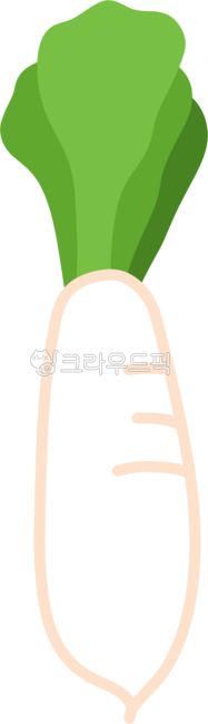 무,무우,하얀색,뿌리,채소,뿌리채소,야채,신선한,아삭한,김치,요리,식재료,밭,농산물