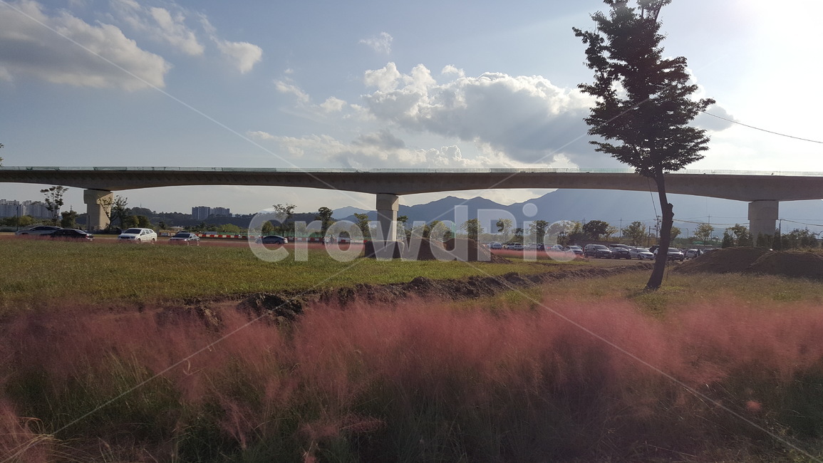 핑크뮬리,체육공원,나무,pinkmuhlygrass,pinkmuhly