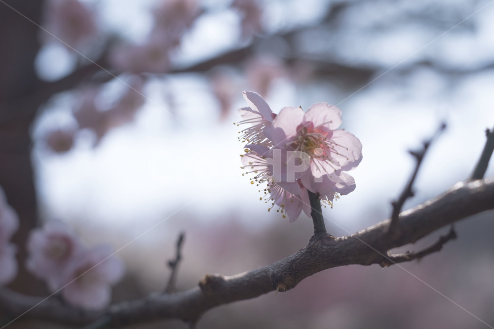 매화,꽃,홍매화,봄,flower,spring,pink,봄,계절,spring,season,식물,자연,plants,nature,꽃,flower,감성,sensible,feeling,plant