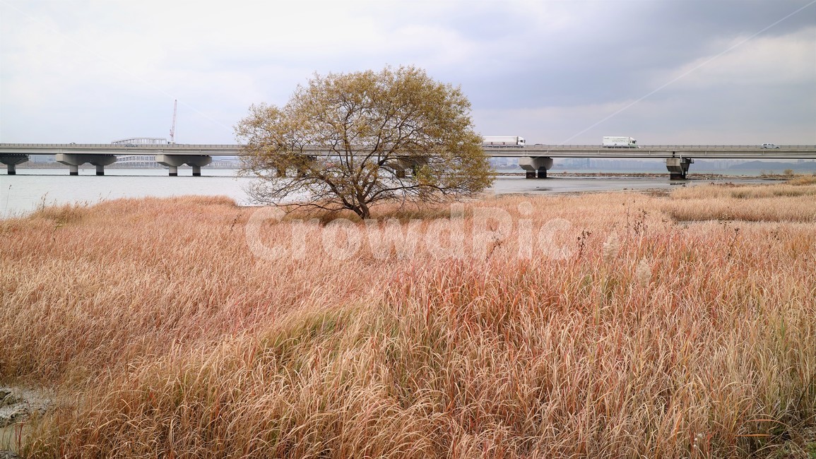 갈대,가을,억새,자연,풀,나무,하늘,구름,가을,계절,fall,autumn,season